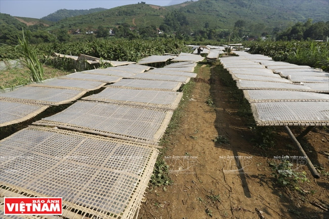 Les vermicelles sont exposés au soleil.