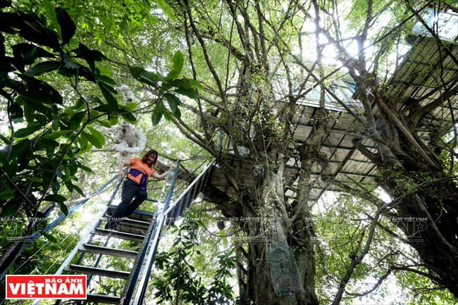 Ces escaliers sont conçus pour accéder à la maison perchée dans l'arbre.
