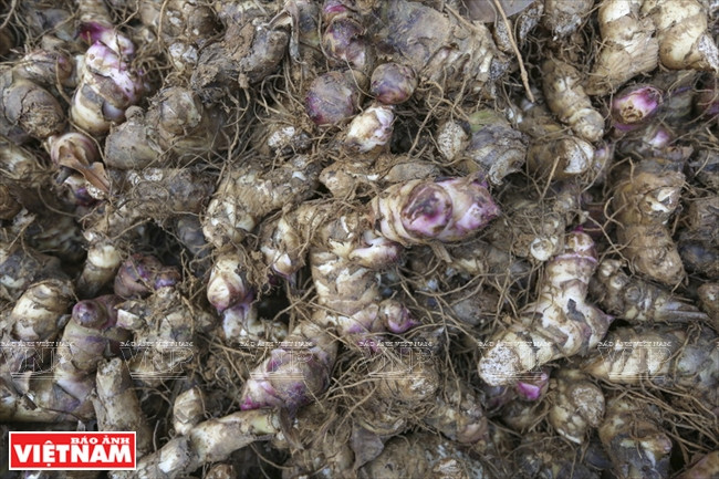 Le rhizome du canna, matière première de la fécule de tolomane. A Minh Hông les cultures de canna s’étendent sur 180 ha. La récolte a lieu du 9e au 1er mois lunaire. 