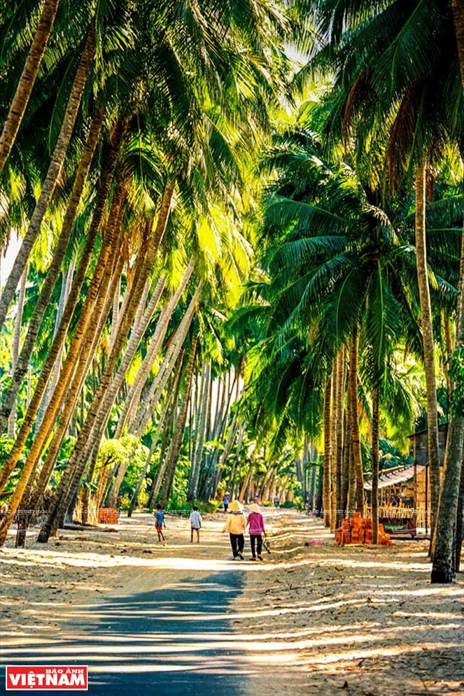 Des cocotiers au bord de la route Phan Thiêt, Mui Ne, autrefois.