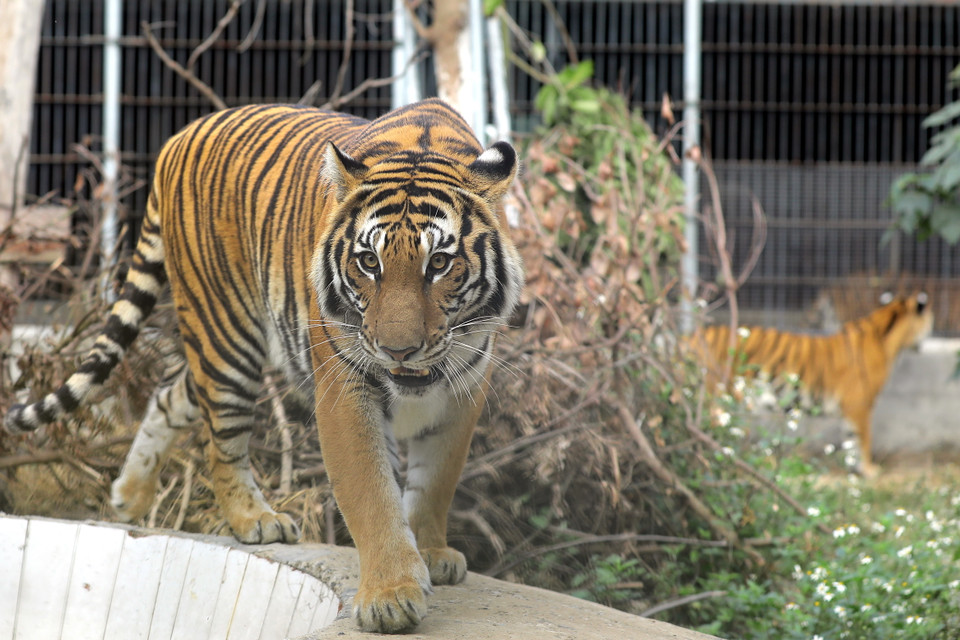 Bénéficiant de bons soins, les tigres du centre sont en bonne santé. Photo: VNP