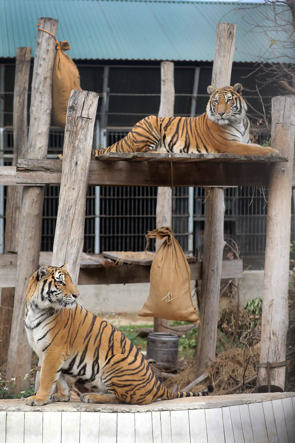 Les tigres doivent passer de 2 à 3 mois pour bien s’adapter à la vie au centre. Photo: VNP