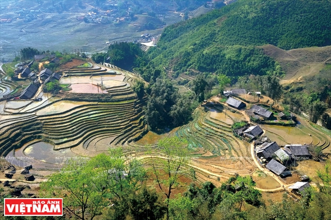 Rizières en terrasse dans la vallée de Muong Hoa à la saison des pluies. Photo : VNP