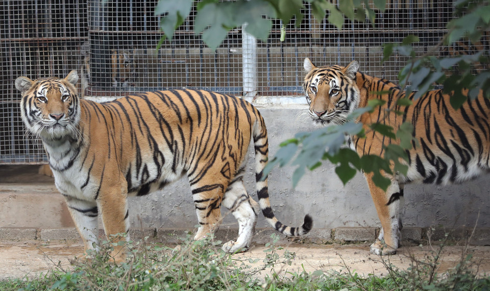 Les tigres prennent leur bain de soleil au centre. Ils s’adaptent à une vie semi-sauvage. Photo: VNP