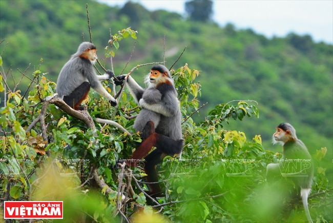Le péninsule de Son Tra est le lieu idéal pour observer dans son milieu naturel le plus beau des primates, le douc à pattes rousses. Photo : VNP