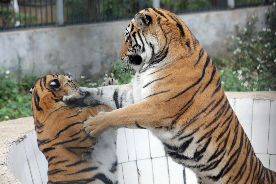 Situé dans la commune de Tîen Duoc, district urbain de Soc Son (Hanoï), le centre de sauvetage des animaux sauvages de Hanoï héberge plusieurs espèces d’animaux sauvages, dont 36 tigres de l’Indochine. Les tigres ont plusieurs surnoms, dont ông “Ba mươi” (Seigneur Trente). Photo : VNP