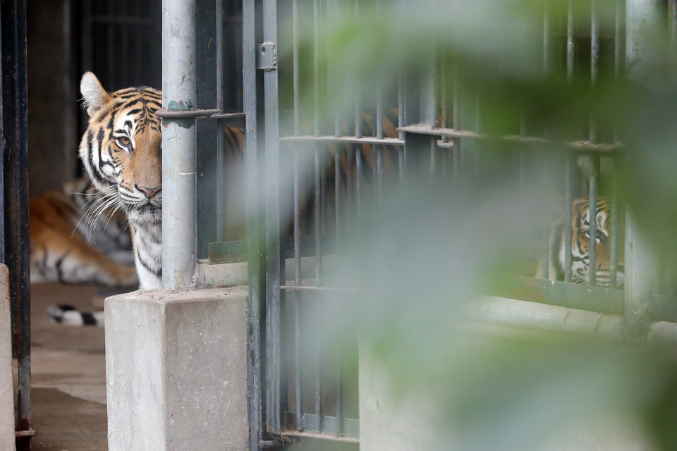 Bien qu'en cage, les tigres sont en forme comme ils vivent en pleine nature. Photo: VNP