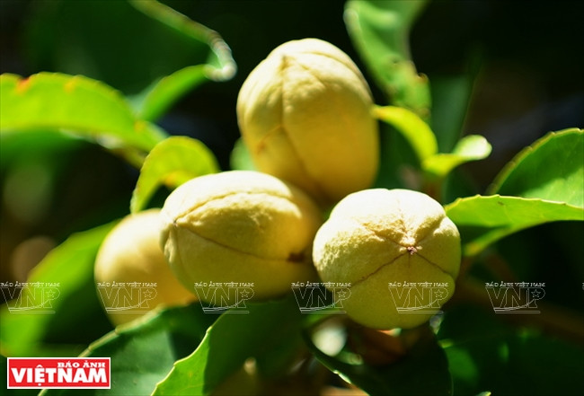 Cette diversité de la faune et la flore est comparable à celle des parcs nationaux étrangers, d’une superficie cent fois ou mille fois plus grande tels que la Réserve naturelle de Patagonie (Chili), la Réserve du parc national de l’Île-de-Sable (Canada), les parcs nationaux d’Impenetrable El et Iguazú (Argentine), de Kimberley (Australie). Photo: VNP