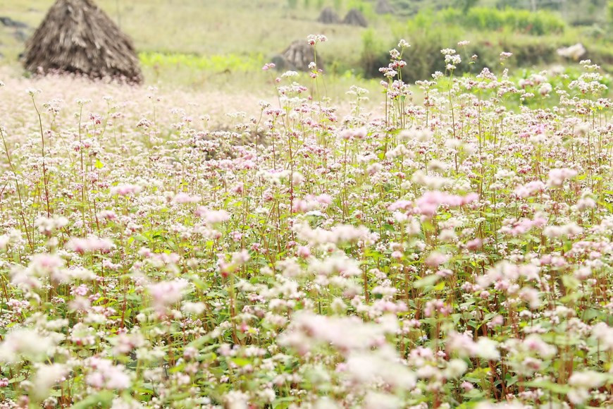 Des fleurs de sarrasin ("Tam giac mach" en vietnamien) sur le plateau calcaire de Dông Van. Photo: VNA