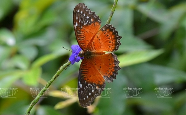 Un beau papillon jaune de Son Tra.Photo : VNP