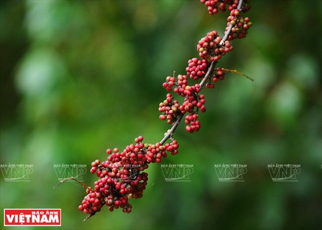 Son Tra préserve une flore diversifiée, avec près d'un millier d'espèces végétales dont 22 rares. Photo: VNP