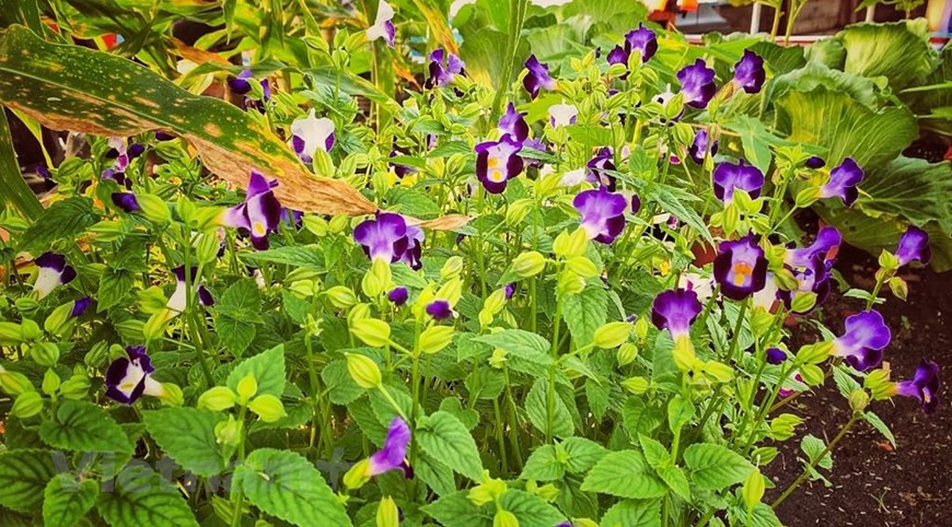  Des agriculteurs s’occupent non seulement des plantes florales... 