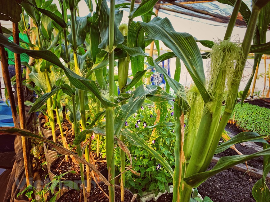  mais également des plantes fruitières. Photo: Vietnam + 
