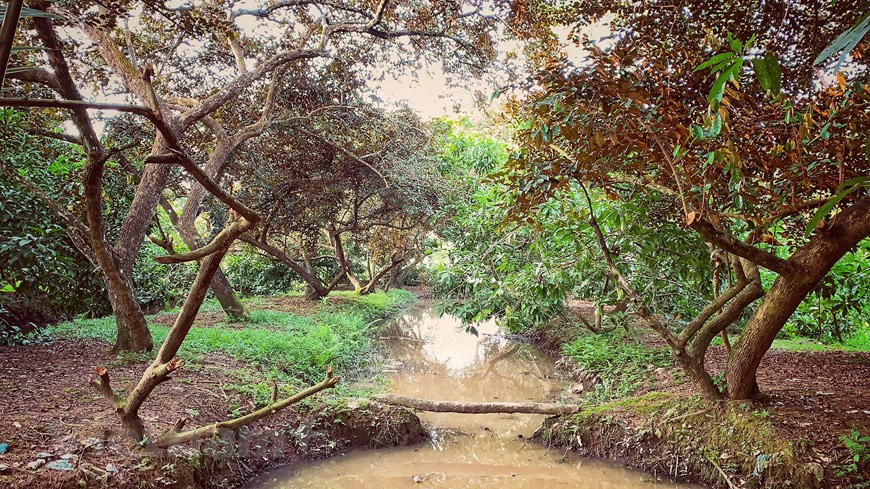  Le pomme de lait apporte de grands bénéfices aux populations locales. Photo: Vietnam + 