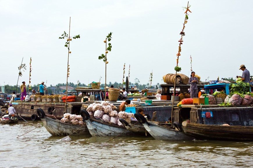 Par exempls, une excursion à vélo ou en barque afin d’admirer les vergers, les visites au marché flottant typique de Cai Rang, dans l’ancienne maison de Binh Thuy ainsi que dans le joli jardin de Bang Lang. Photo: Vietnam+ 