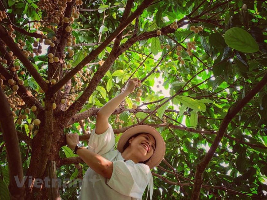  Les visiteurs s'intéressent à cueillir les fruits par eux-mêmes. Photo: Vietnam + 