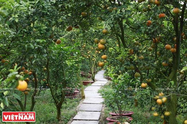 Avant la récolte, les producteurs commencent à accueillir commerçants et touristes. 