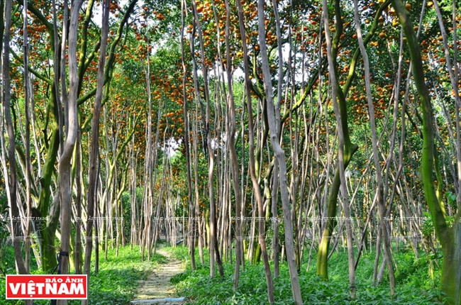 Avec près de 2.000 ha et plus de 40.000 tonnes/an, Lai Vung est surnommé le «royaume des mandarines rouges» par les gens du Delta du Mékong. 