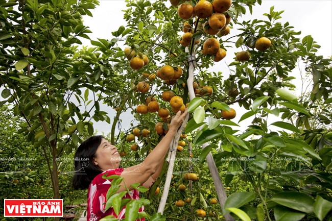 A la fin de l'année, les visiteurs peuvent participer à la récolte. 