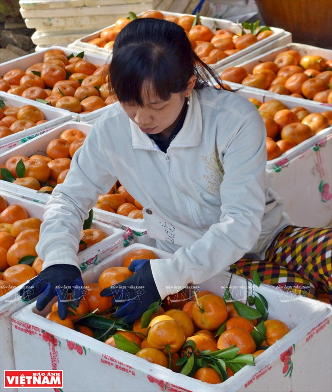 Les mandarines sont mises en boîte puis expédiées dans tout le pays. 