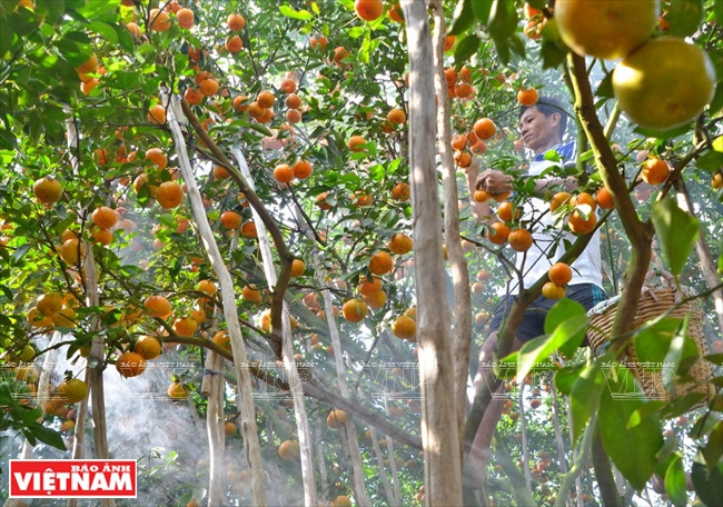 Les mandariniers sont cultivés dans différentes régions du Delta du Mékong, mais en raison des particularités pédologiques de Lai Vung, ils donnent dans ce district un haut rendement et une qualité supérieure. Ce fruit succulent a aidé les agriculteurs locaux à s’enrichir. 