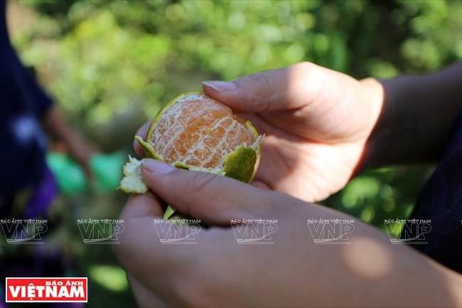 Les mandariniers donnent des fruits à peau orange-rouge, succulents et avec peu de graines. 