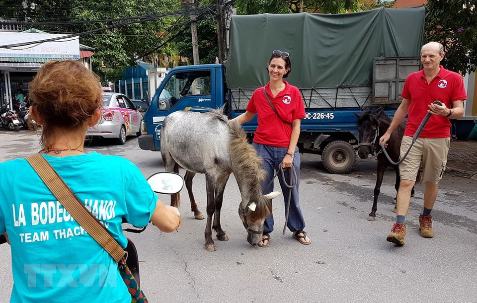  Les chevaux ont été amenés au marché par un camion.