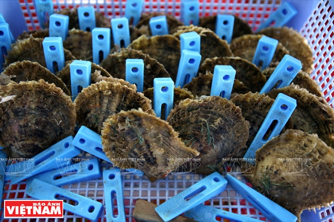 Des huîtres avec des nucleus ayant été implantés.