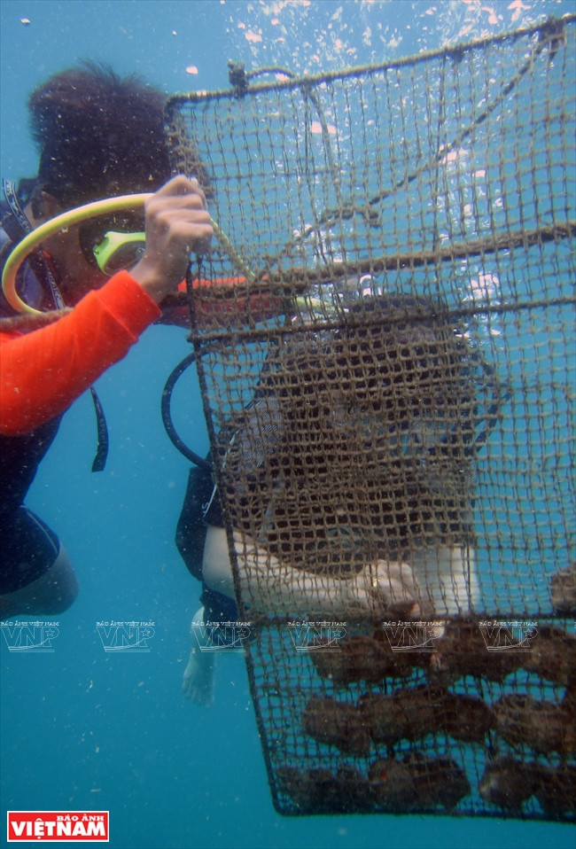 Plongée journalière pour le contrôle des huîtres perlières.