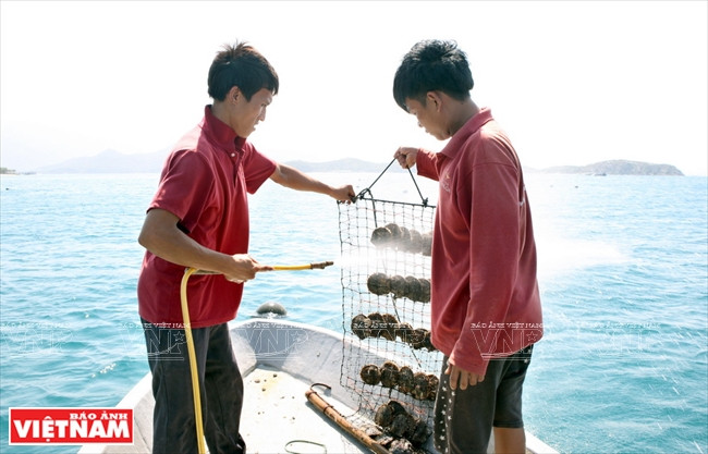 Les ostréiculteurs doivent souvent laver les parasites vivant sur la coquille pour protéger les huîtres perlières.