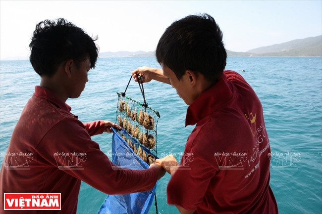 Après l’implantation des nucleus, les huîtres seront élevées en mer.