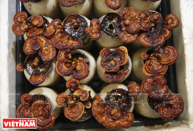 Des champignons linh chi emballés.