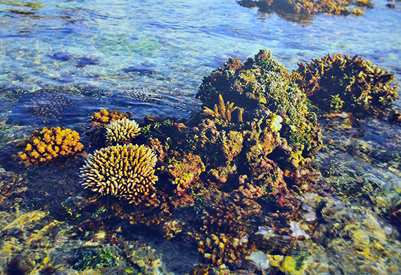 "Des coraux à Truong Sa Dong" de Tran Thanh.