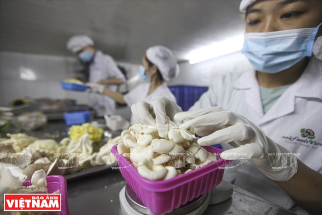 Les champignons comestibles frais Ideal Foods Vietnam sont à consommer au bout d’un jour.