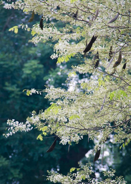 En général, il faut se dépêcher de profiter de ce moment pour les admirer.