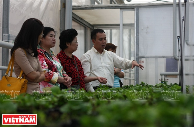 Serre de pépinières in vitro de la société Rung hoa Da Lat.