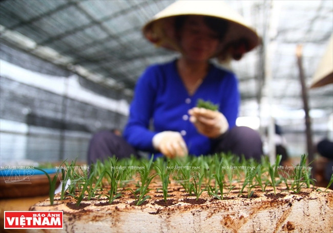 Pépinières dans la serre avant la plantation sur une grande échelle.