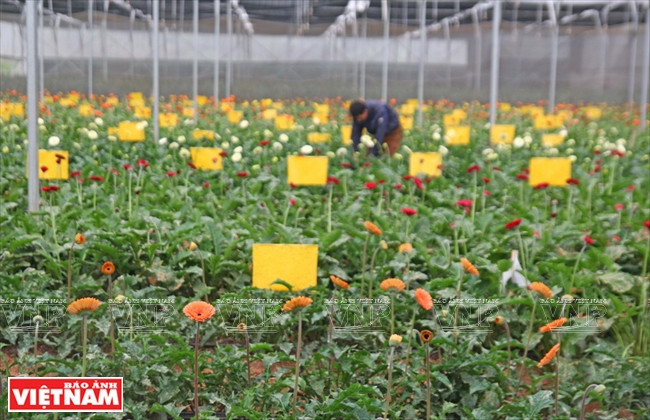 Une nouvelle variété de fleurs est plantée à titre expérimental à une société in vitro à Da Lat.
