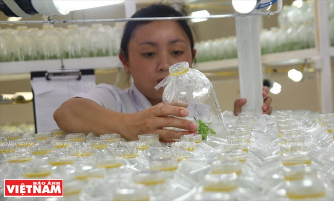 Contrôle de la croissance des pépinières dans les bouteilles.