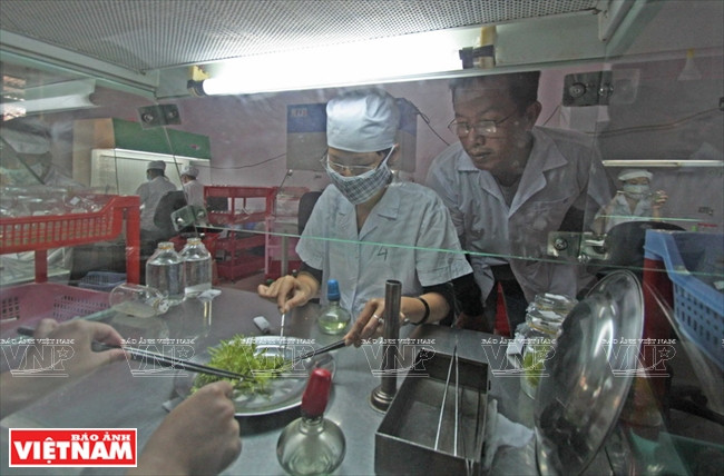 Un processus de la technique in vitro dans le Jardin de pépinières PH dans un milieu strictement stérile.