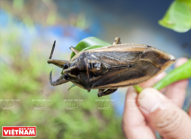 Un cà cuông se vend de 35.000 à 40.000 dongs.