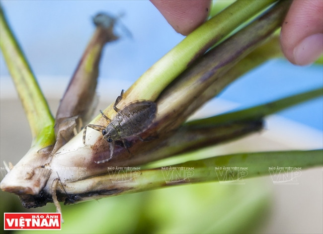 Le cà cuông aime bien grimper sur la jacinthe d’eau qui pousse dans le bassin.