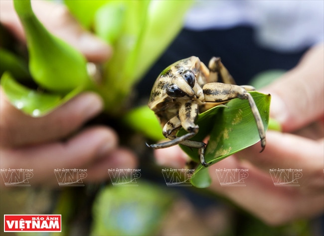 Le cà cuông est une espèce de nèpe ou ''scorpion d'eau'' géante native du Sud-est asiatique. On en tire une essence qui, du fait de la rareté de l'insecte, atteint des prix très élevés et est notamment utilisée en cuisine. Sa saveur ressemble à celui de la cannelle et quand ont mange des bánh cuốn (raviolis au porc), on les trempe dans une sauce à laquelle on ajoute une goutte d’essence de cà cuông avec du nuoc mam. 