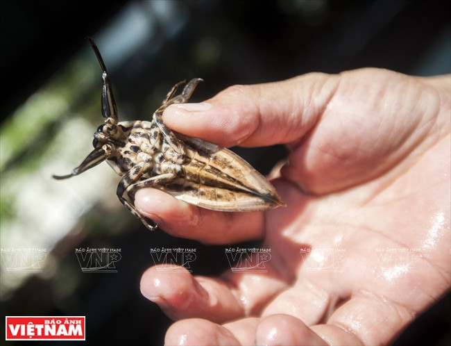 Le cà cuông est un insecte rare recherché pour son essence parfumée.