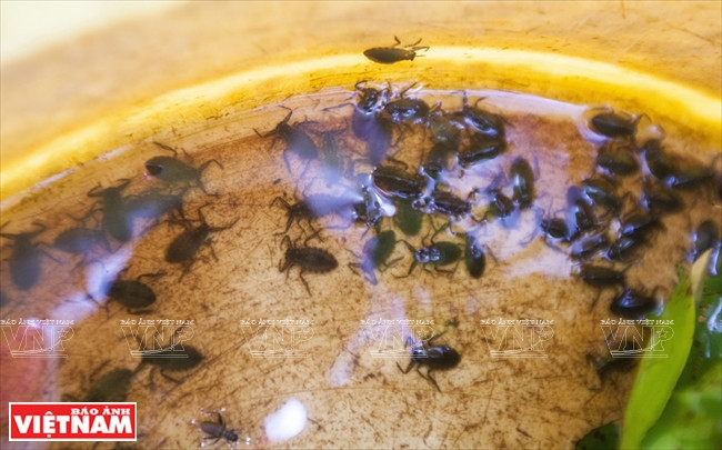 Des jeunes cà cuông de la ferme de Lê Thanh Tùng.