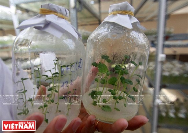 Pommier de terre propagé par la technique in vitro.