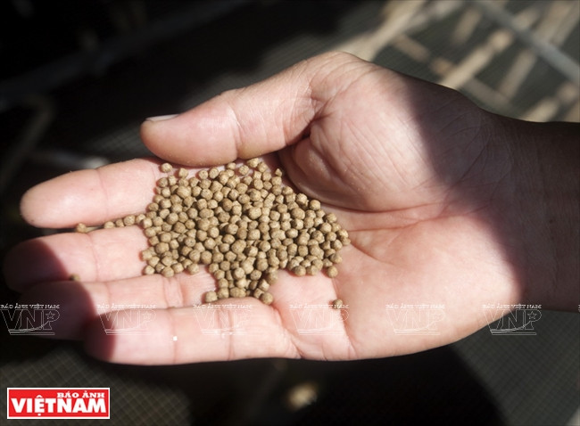 Les cà cuông exigent une nourriture riche et diversifiée.