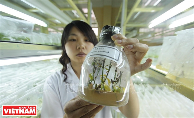Les feuilles de Bep, légumme considérée comme spécialité culinaire de Lâm Dông ont été propagées par la technique in vitro.
