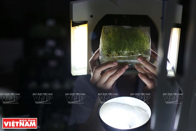 Elimination des germes pathogènes par une lampe dans des sacs contenant des tissus in vitro dans le laboratoire de la société Rung hoa.