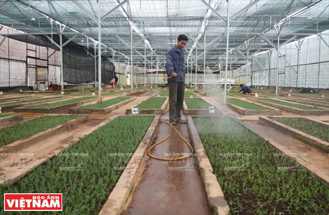 Soin pour les pépinières in vitro après la plantation dans la serre.
